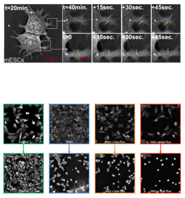 live cell imaging, imaging, live cell, nanolive