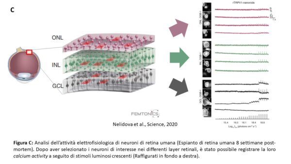 microscopio a 2 fotoni, cervello, neuroni