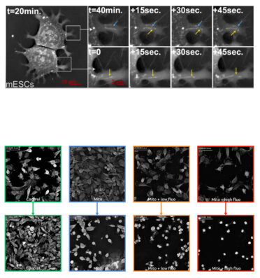 live cell imaging, imaging, live cell, nanolive
