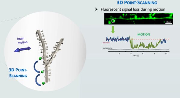 FEMTO 3D ATLAS, neuroscienze, neuroni, cervello