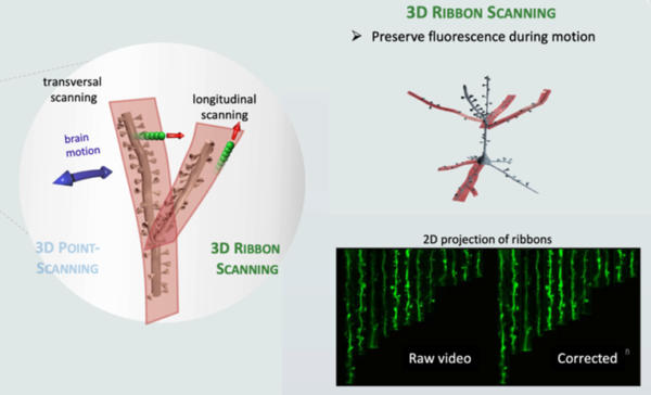 FEMTO 3D ATLAS, neuroscienze, neuroni, cervello