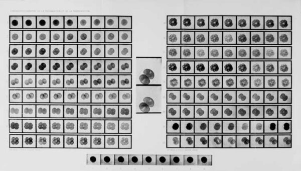 live cell imaging, nanolive, cellule, biologia
