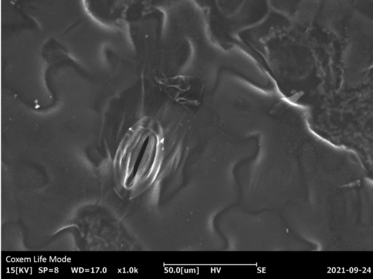 sem, microscopio elettronico, stoma, coxem