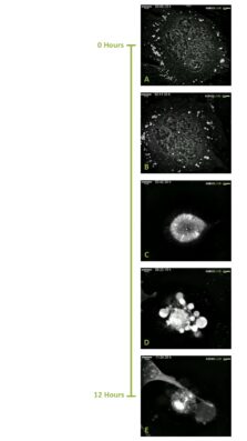 alve, mitosi, fototossictà, live-cell, imaging, label-free, olotomografia