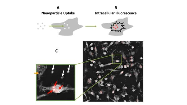 uptake di nanoparticelle con fluoroforo pH-sensibile in cellule osservate con Nanolive LCA.