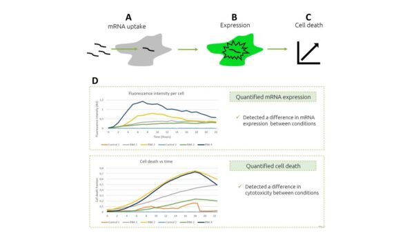 analisi dell'uptake e dell'espressione di mRNA terapeutici utilizzando il modulo LCA di Nanolive, con quantificazione della fluorescenza intracellulare.