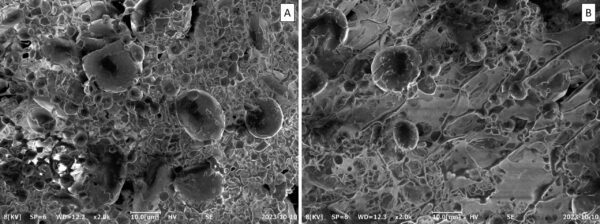 sem food, micrscio elettronico, food and beverage, gluitine