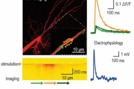 femtonics, 2 photons, due fotoni, microscopio, uncaging