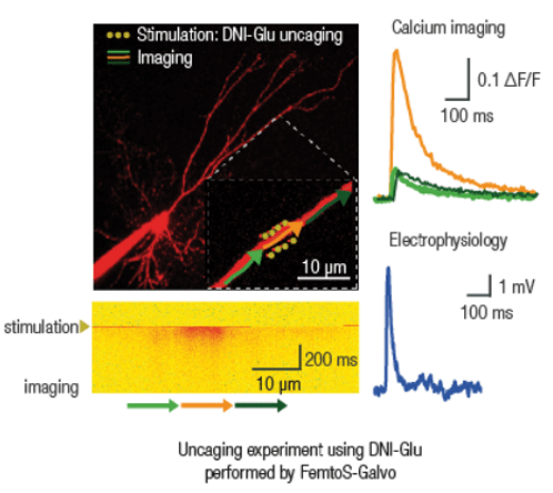 femtonics, 2 photons, due fotoni, microscopio, uncaging