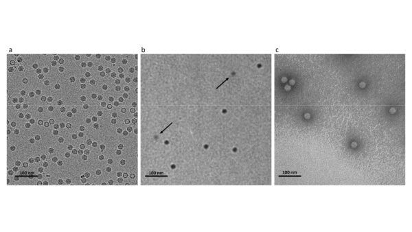 delong instruments, tem, stem, sem, eds, diffrazione, microscopio elettronico
