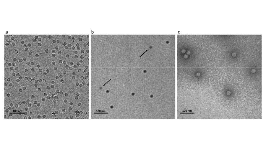 delong instruments, tem, stem, sem, eds, diffrazione, microscopio elettronico