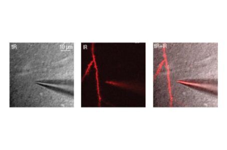 femtonics, elettrofisiologia, due fotoni, microscopia