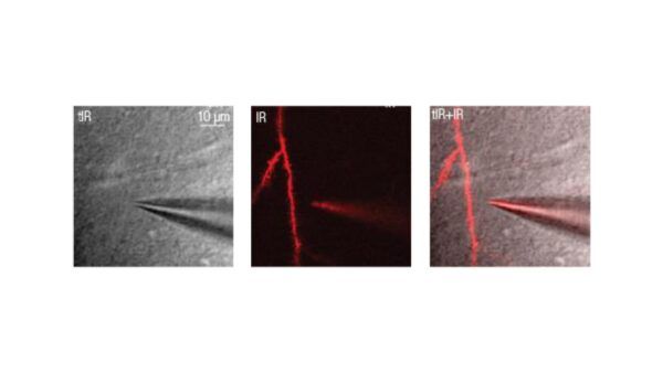femtonics, elettrofisiologia, due fotoni, microscopia