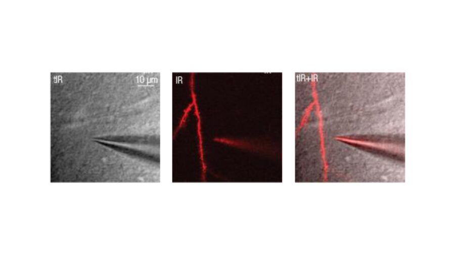 femtonics, elettrofisiologia, due fotoni, microscopia