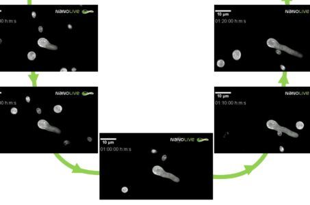 nanolive, olotomografia, live cell imaging, spore fungine