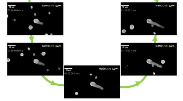 nanolive, olotomografia, live cell imaging, spore fungine