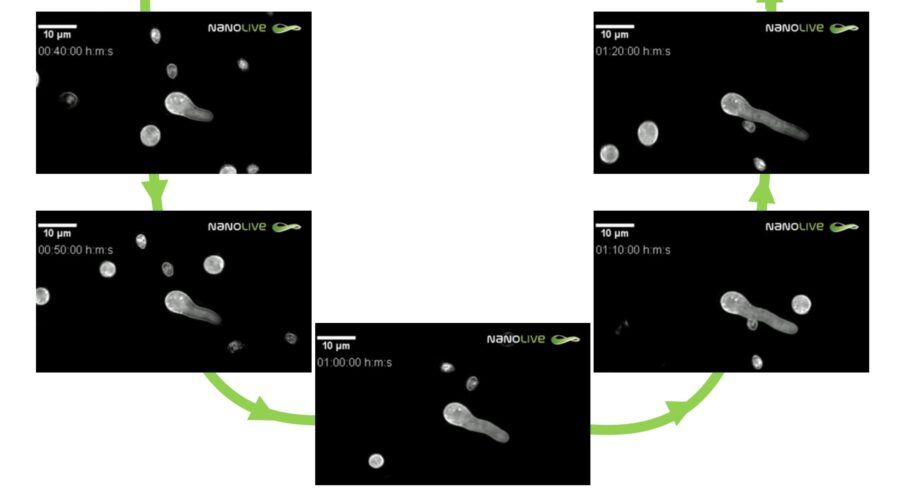 nanolive, olotomografia, live cell imaging, spore fungine