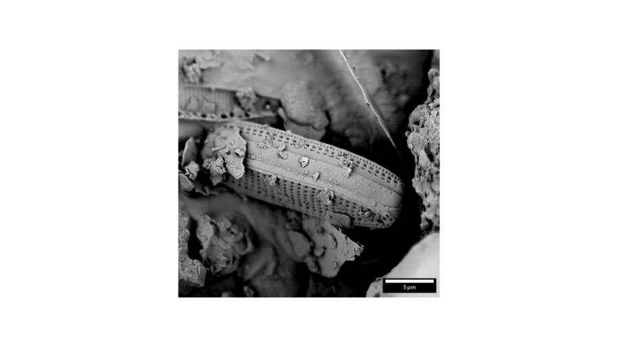 TEM delong instruments STEM