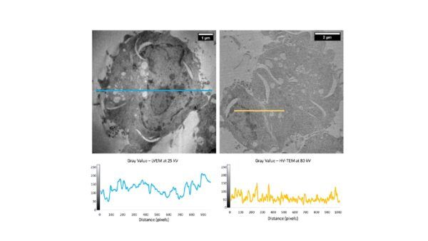 preparativa dei campioni, microscopia elettronica, microscopio elettronico a trasmissione, tem, sputter, sem, stem