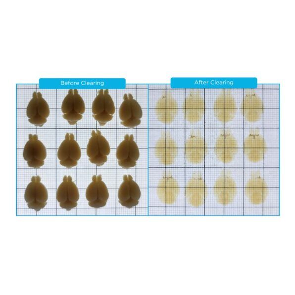 tissue clearing,o light sheet invertito, life canvas, imaging organoidi