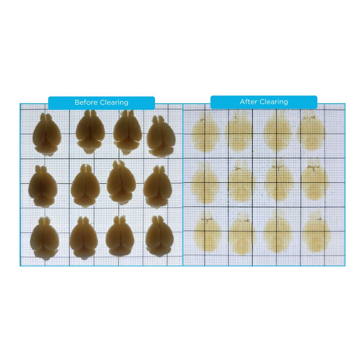 tissue clearing,o light sheet invertito, life canvas, imaging organoidi