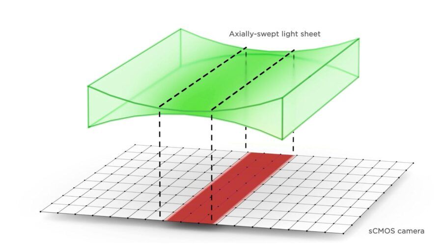 lightsheet, lifecanvas, organoidi, tessuti, biologia, ricerca, clarity, chiarificazione