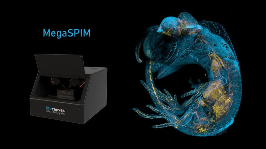 organoidi, campioni biologici, smart spin, dali spin, life canvas, media system lab, microscopia, imaging