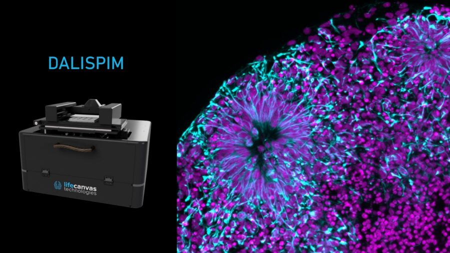 microscopia, imaging, media system lab, biotecnologie, medicina, ricerca, dali spin, lifecanvas, organoidi